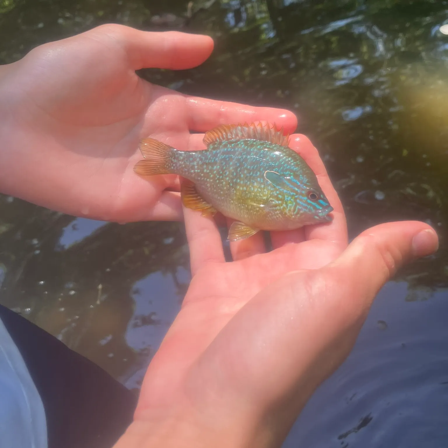 The most recent Longear sunfish catches on Fishbrain