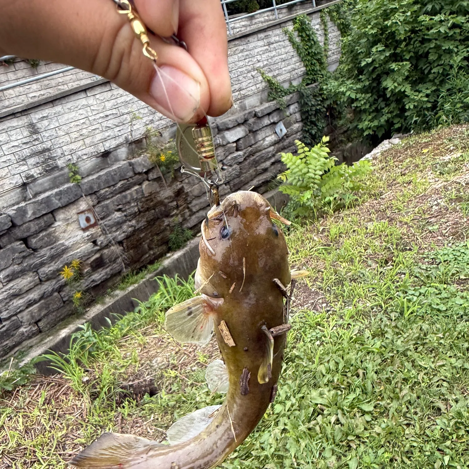 The most recent Stonecat catches on Fishbrain