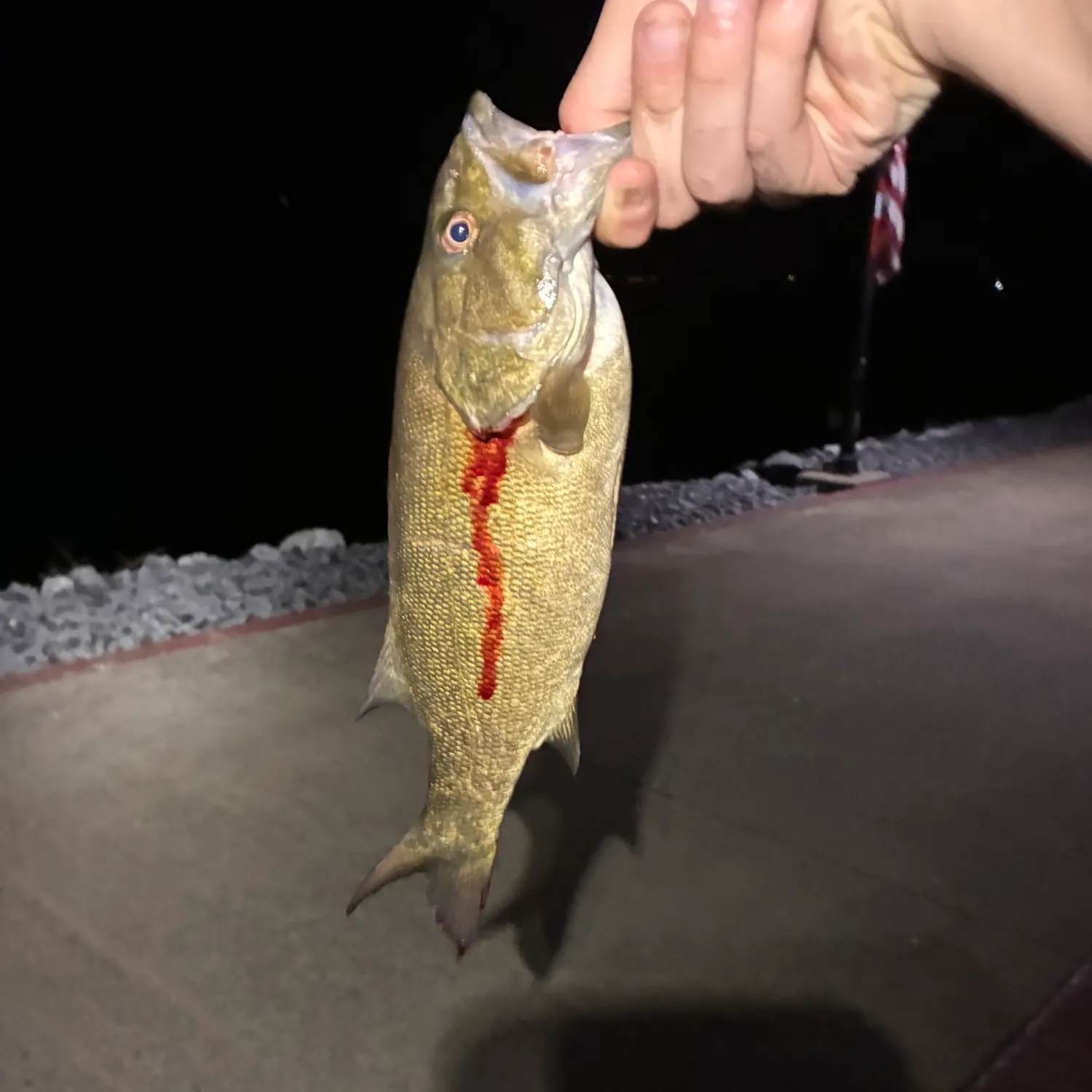 Smallmouth bass caught on Fishbrain