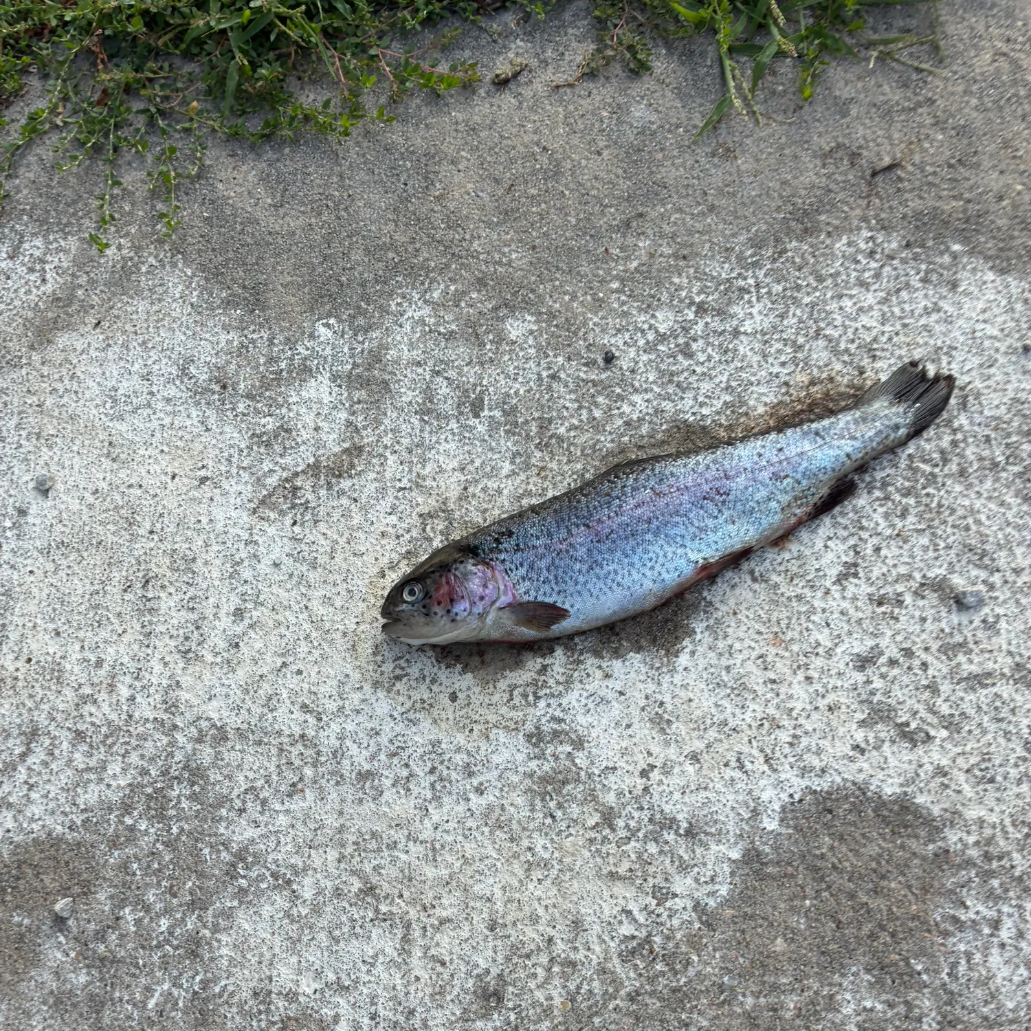 Rainbow trout caught on Fishbrain