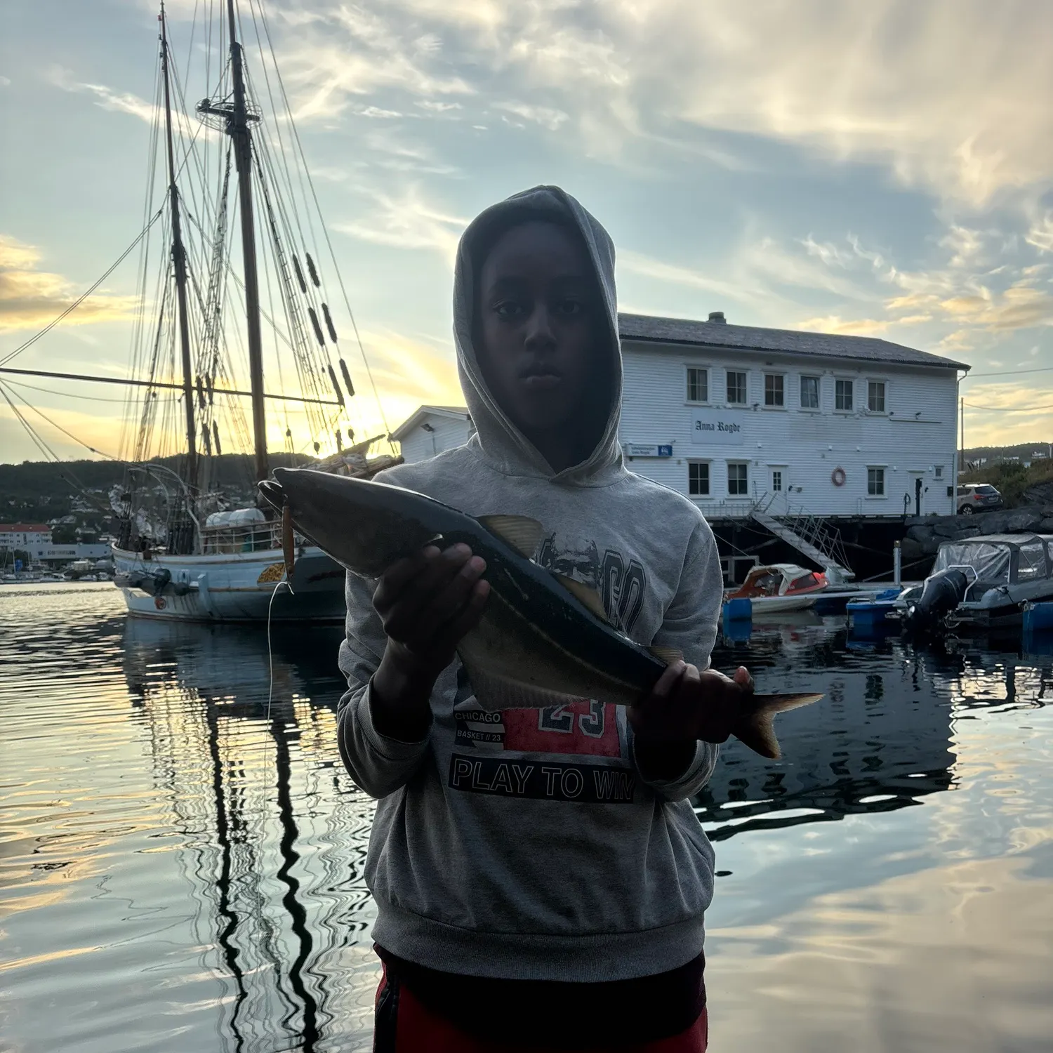 Atlantic pollock caught on Fishbrain