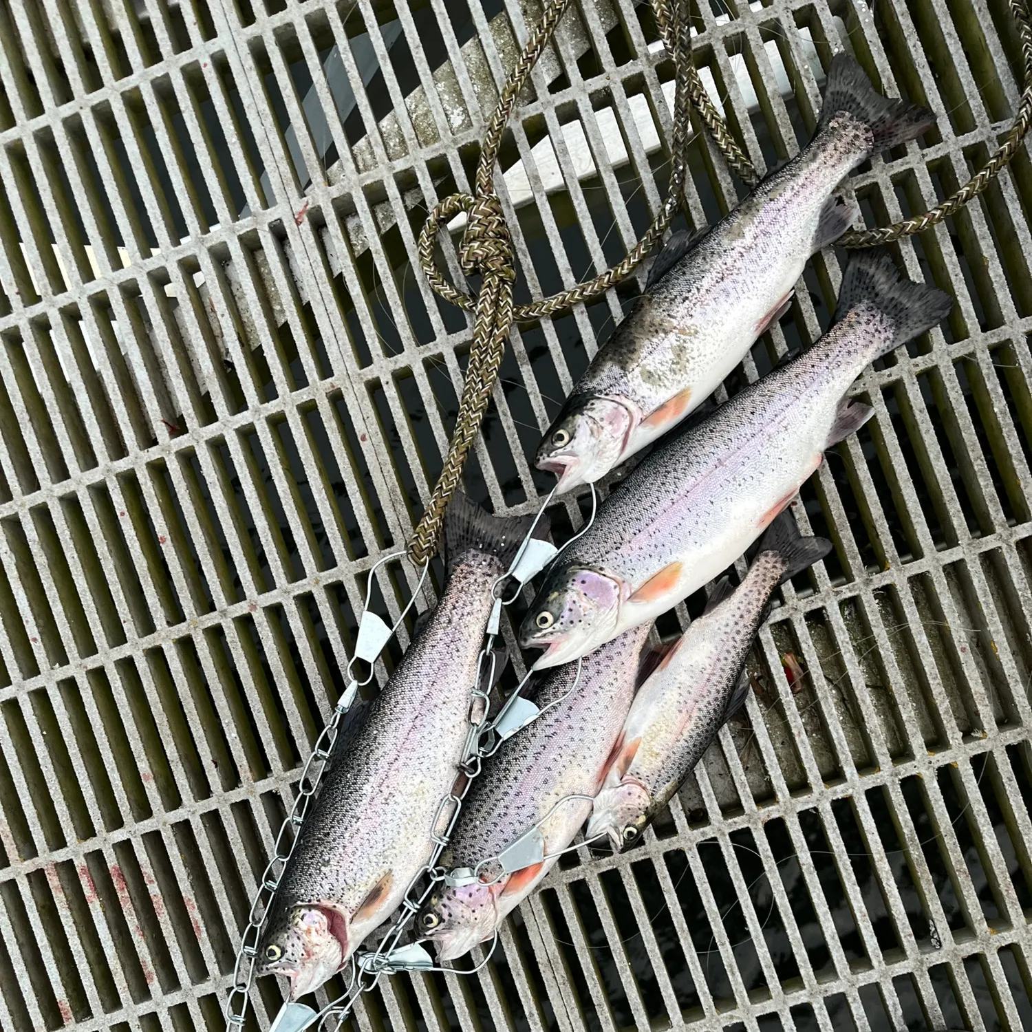 recently logged catches