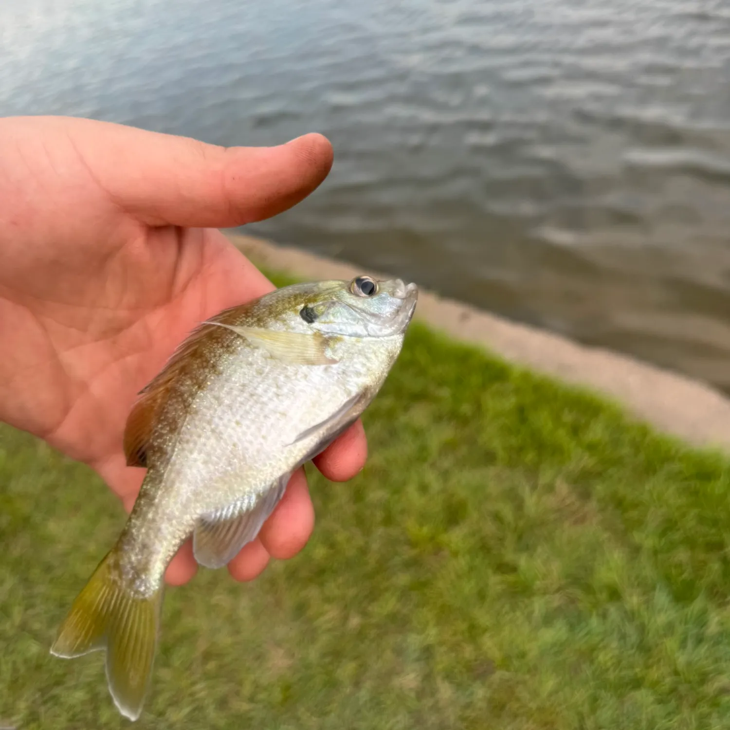 Bluegill caught on Fishbrain