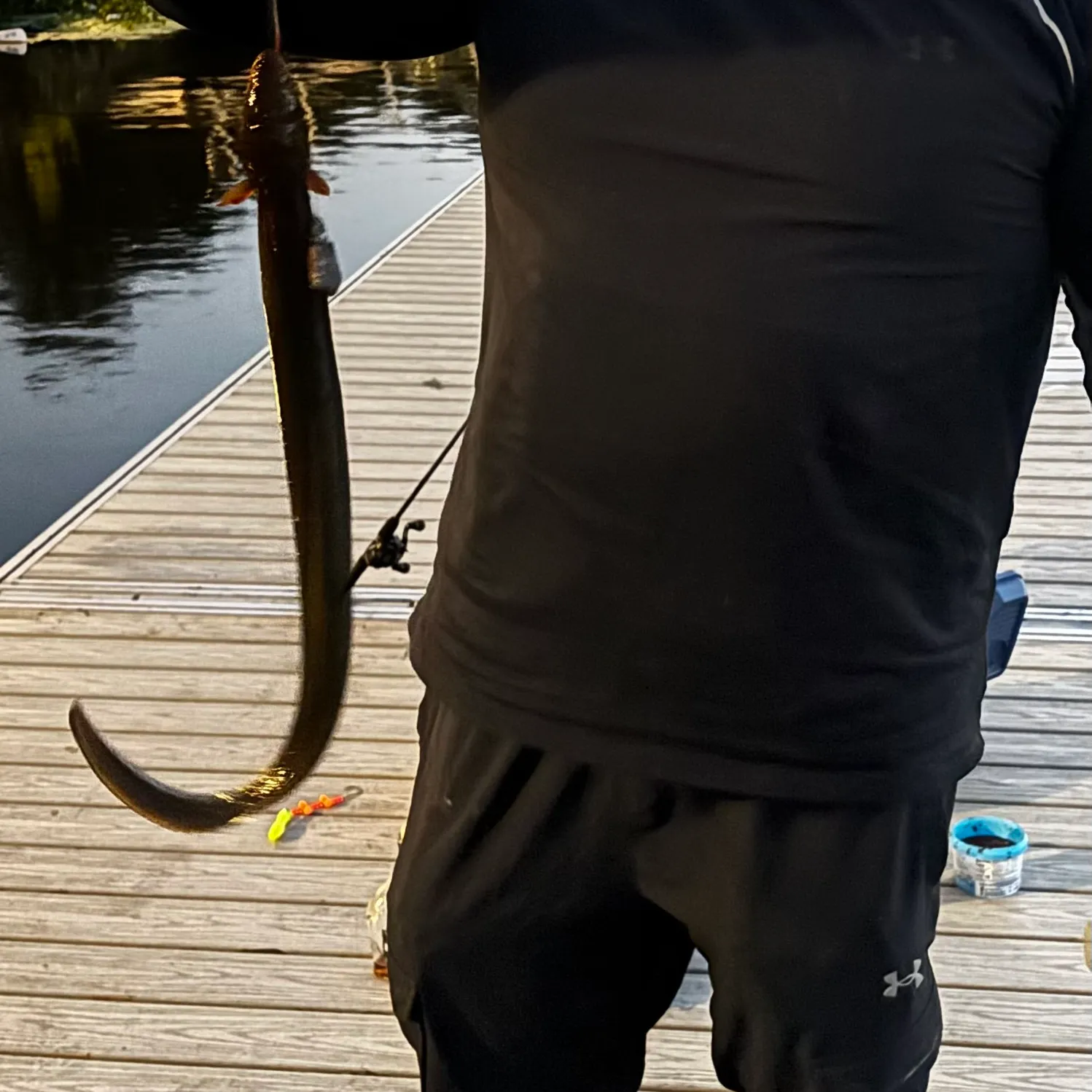 American eel caught on Fishbrain