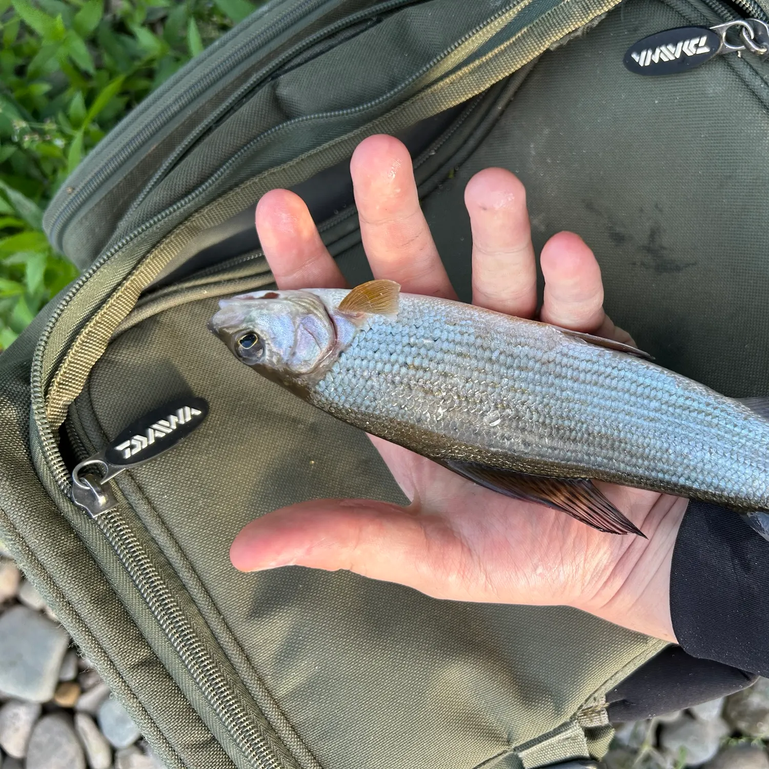 European grayling caught on Fishbrain