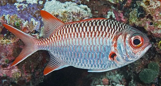 Lattice soldierfish