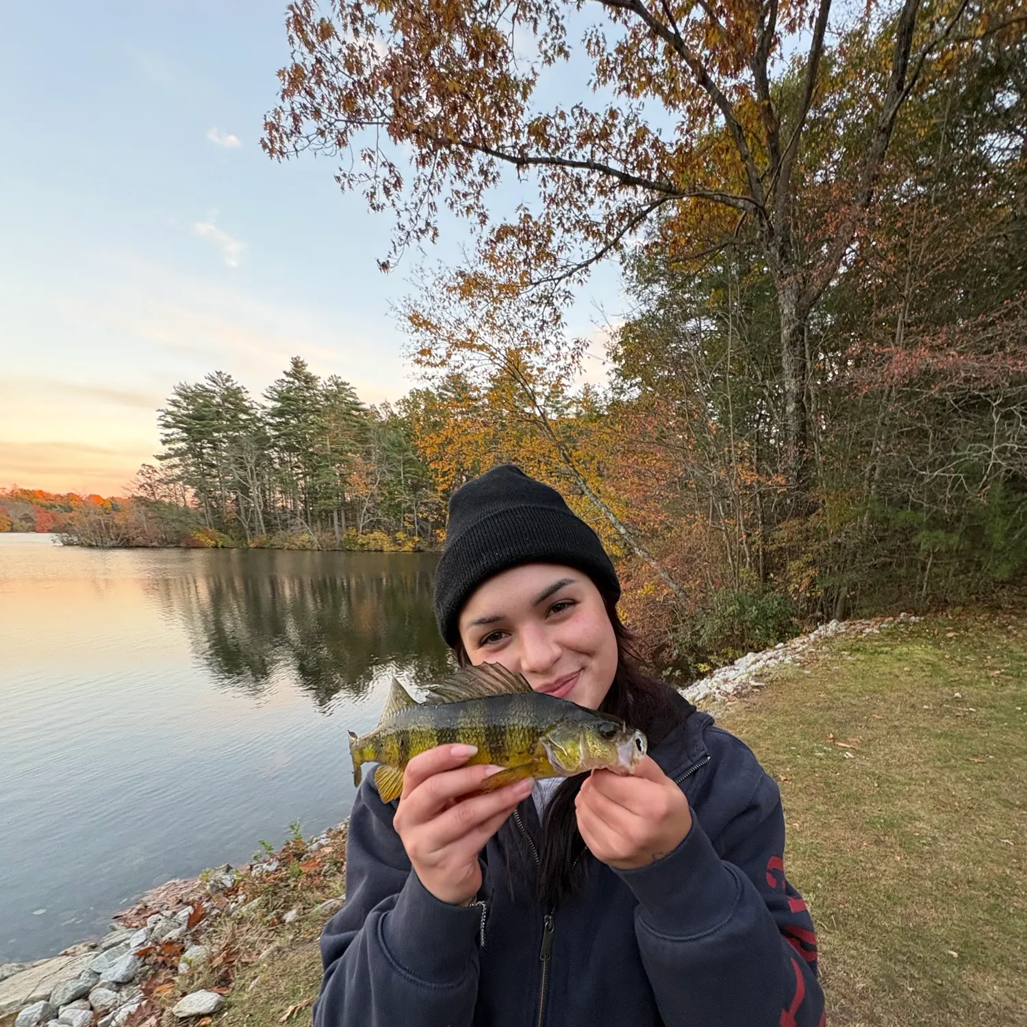 Yellow perch caught on Fishbrain