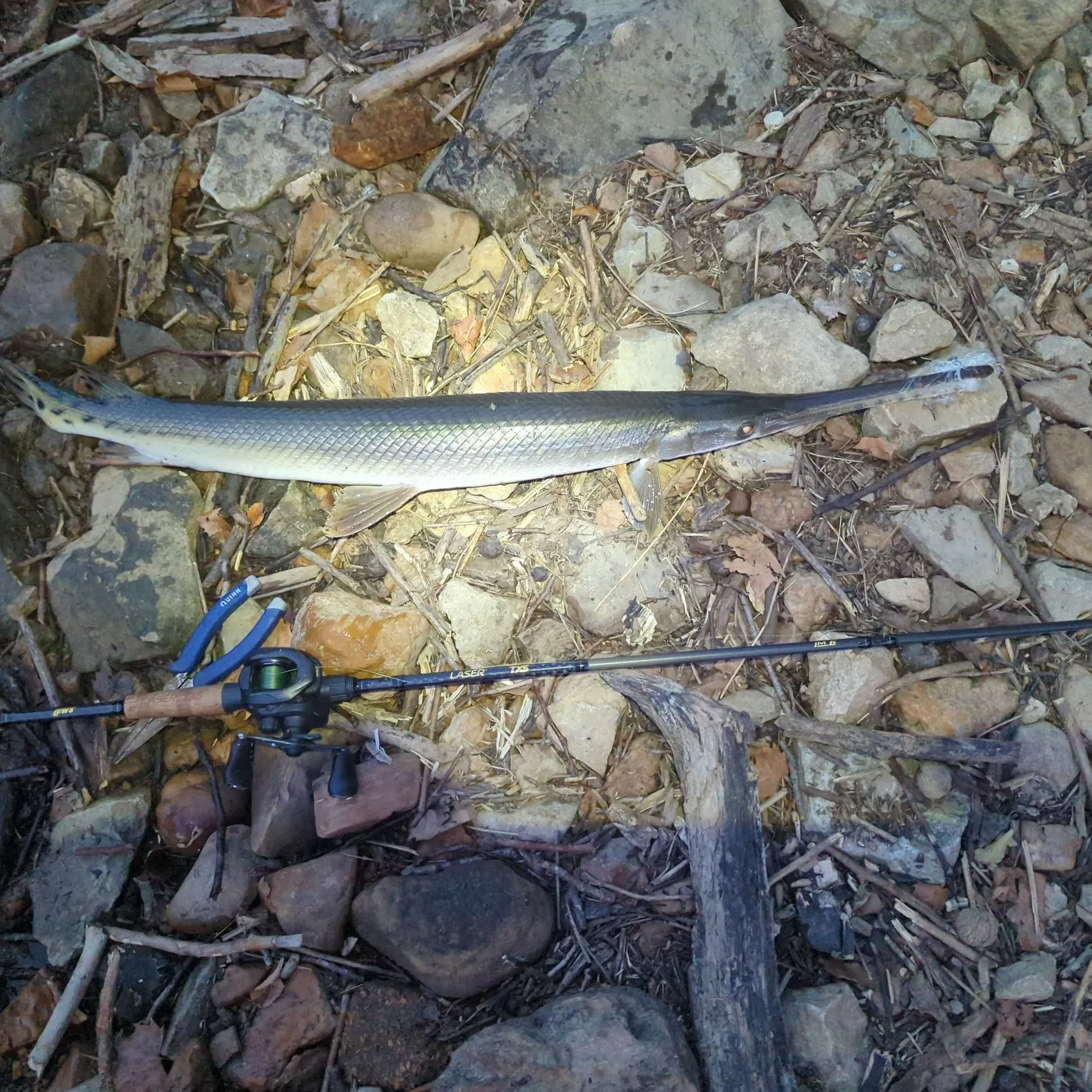 Longnose gar caught on Fishbrain