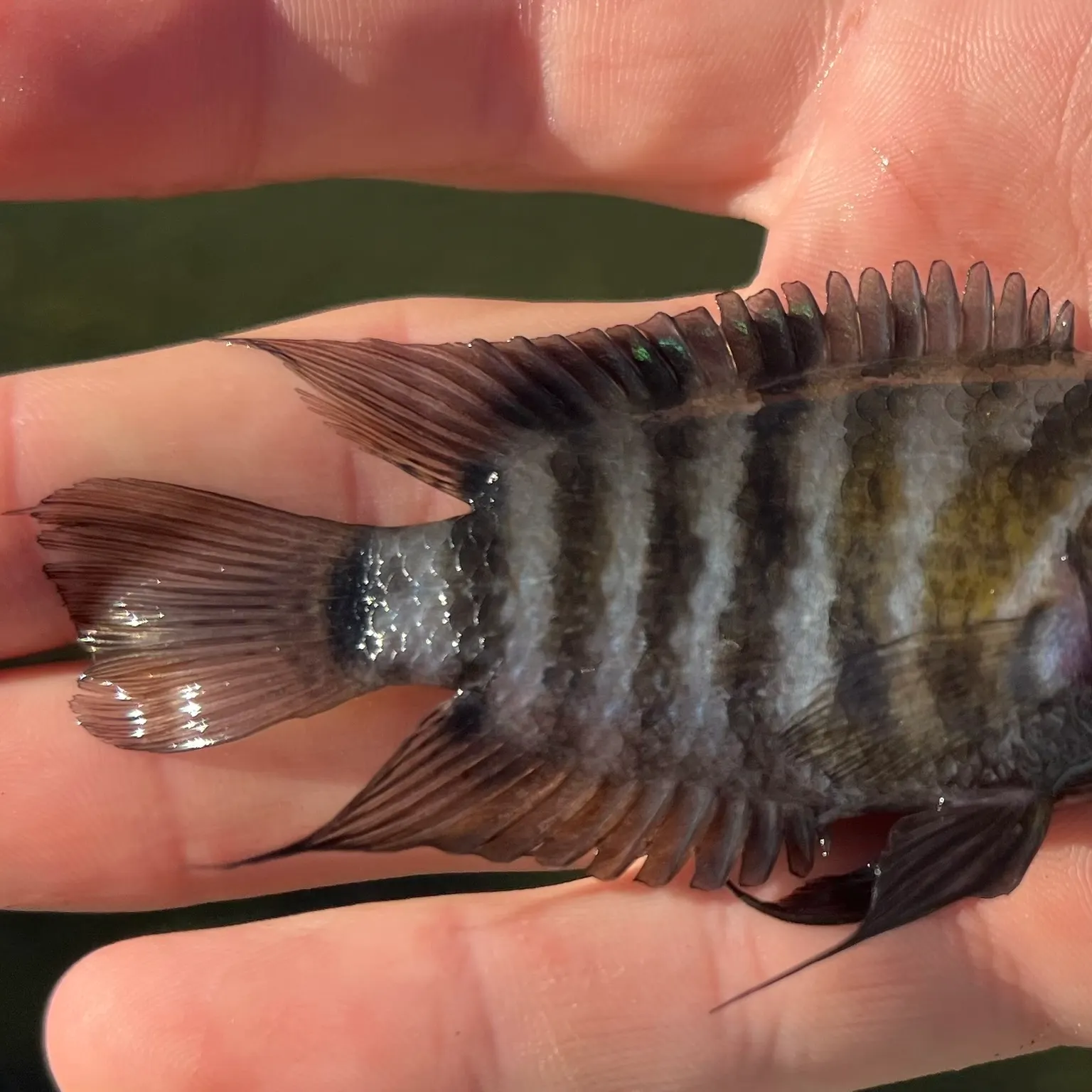 The most recent Convict cichlid catches on Fishbrain