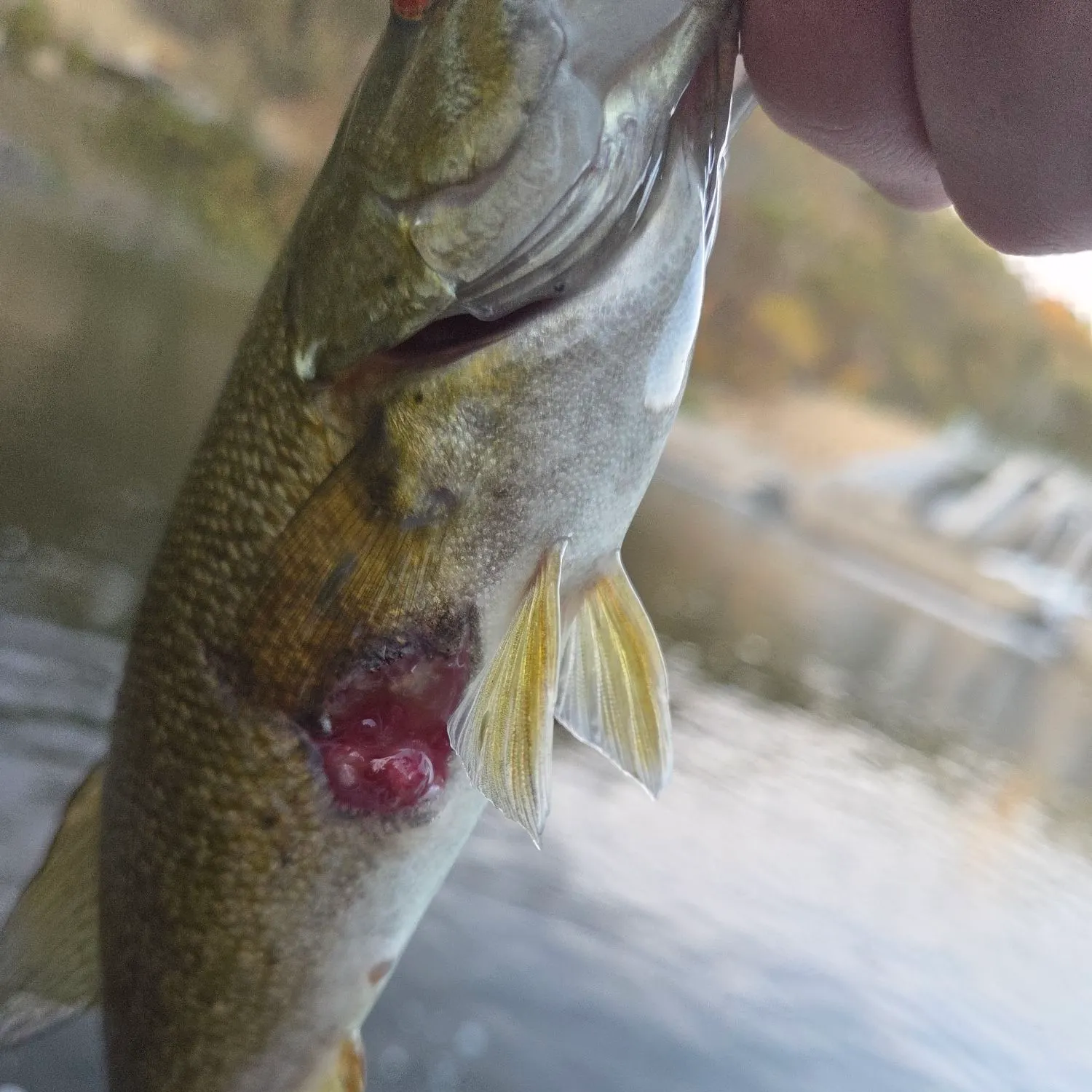 Smallmouth bass caught on Fishbrain