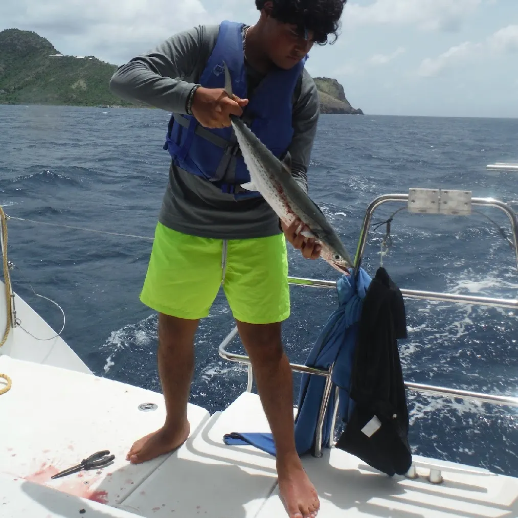 The most recent Cero mackerel catches on Fishbrain