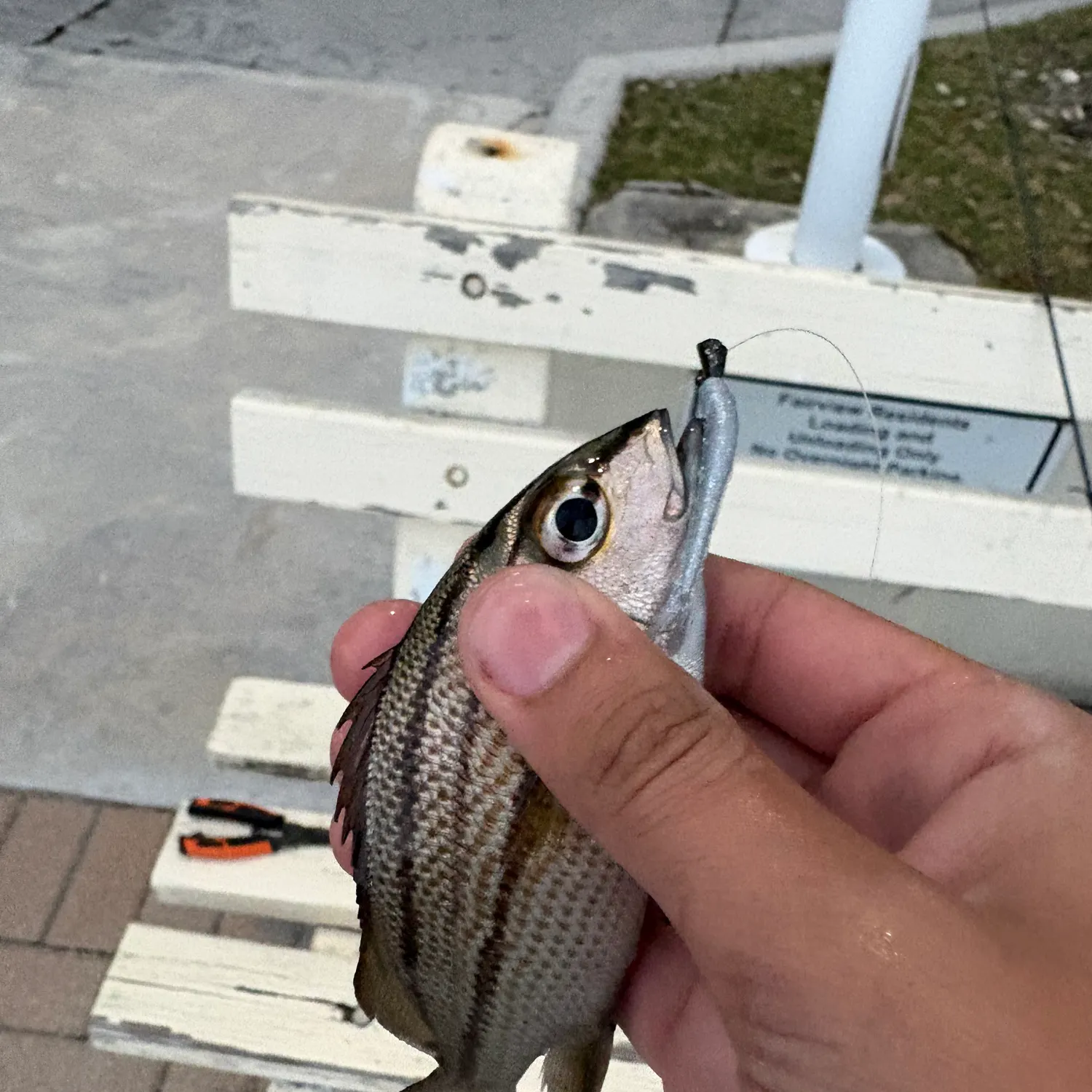 The most recent Sailor's choice grunt catches on Fishbrain