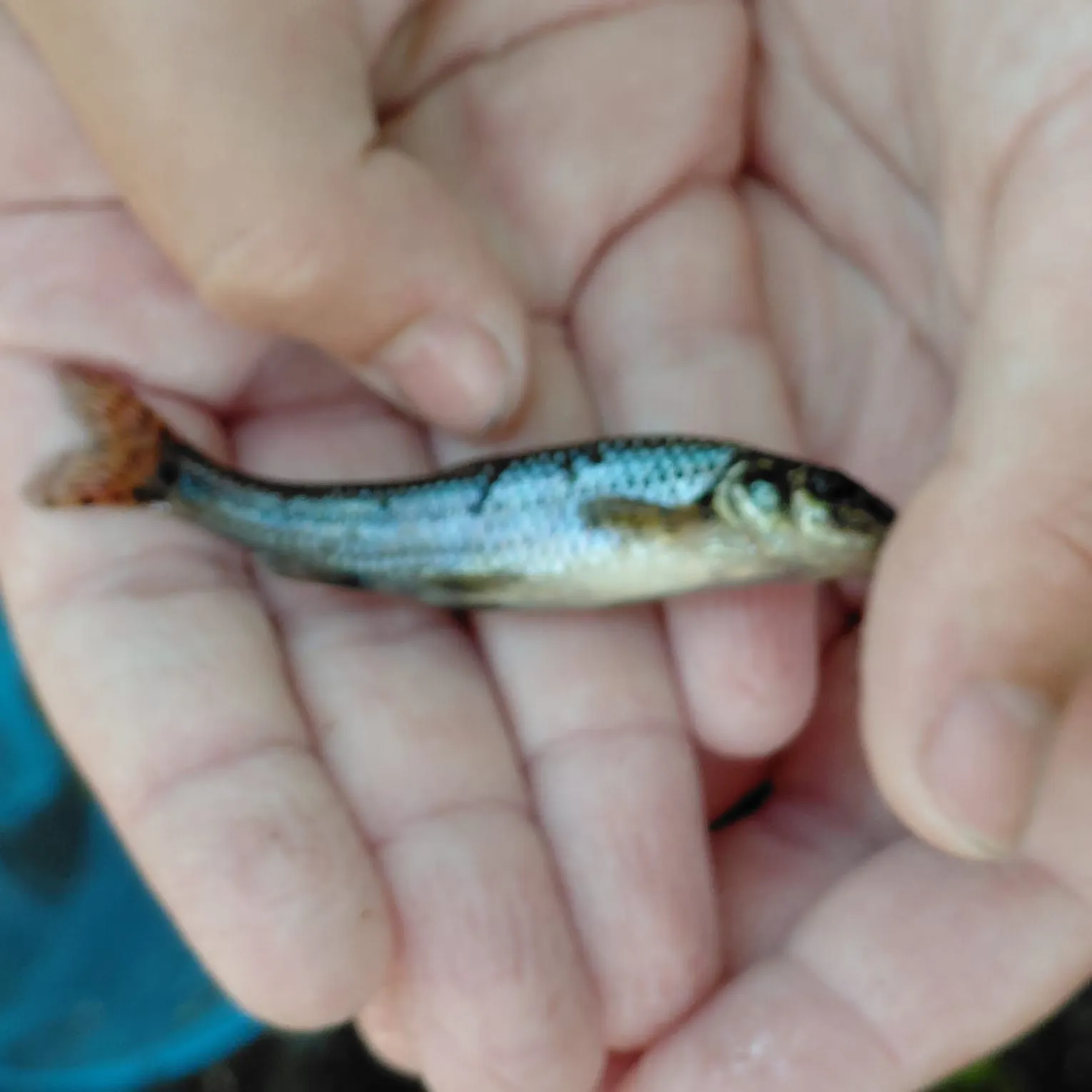 The most recent Gudgeon catches on Fishbrain