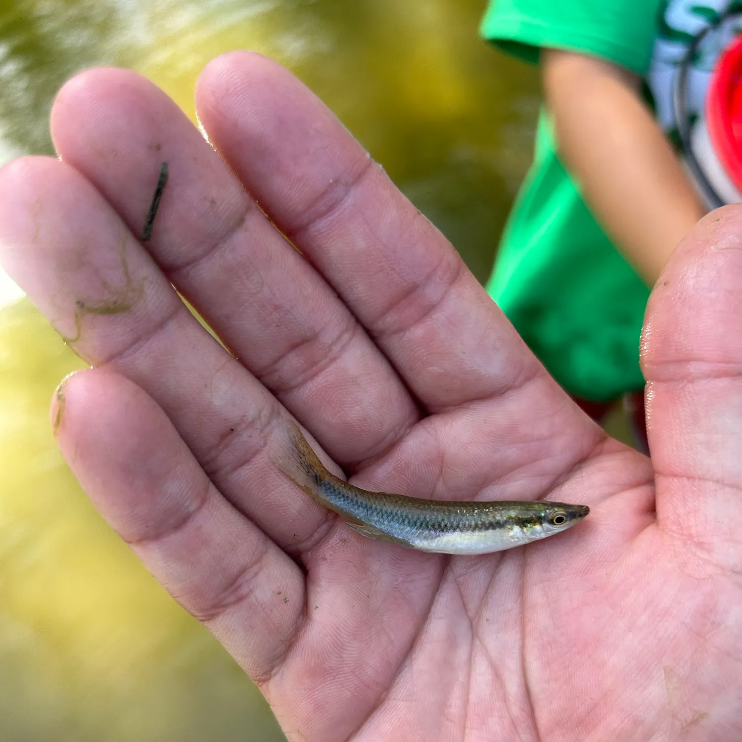 The most recent Blackstripe topminnow catches on Fishbrain