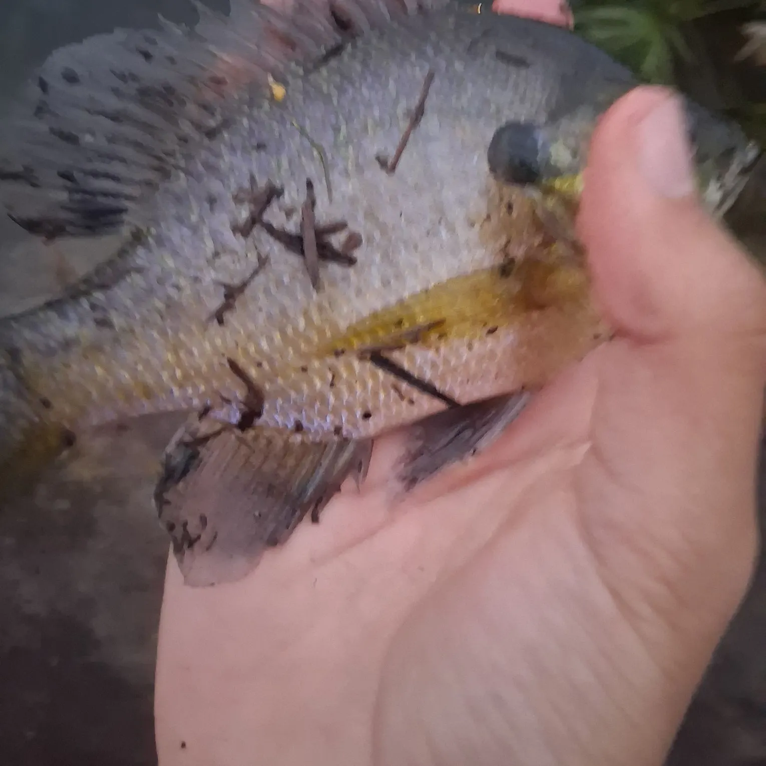 The most recent Goldfish catches on Fishbrain