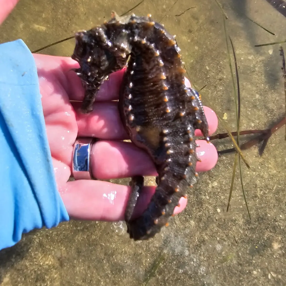 The most recent Great seahorse catches on Fishbrain