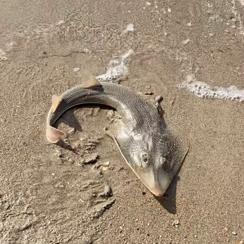 Atlantic shovelnose guitarfish caught on Fishbrain