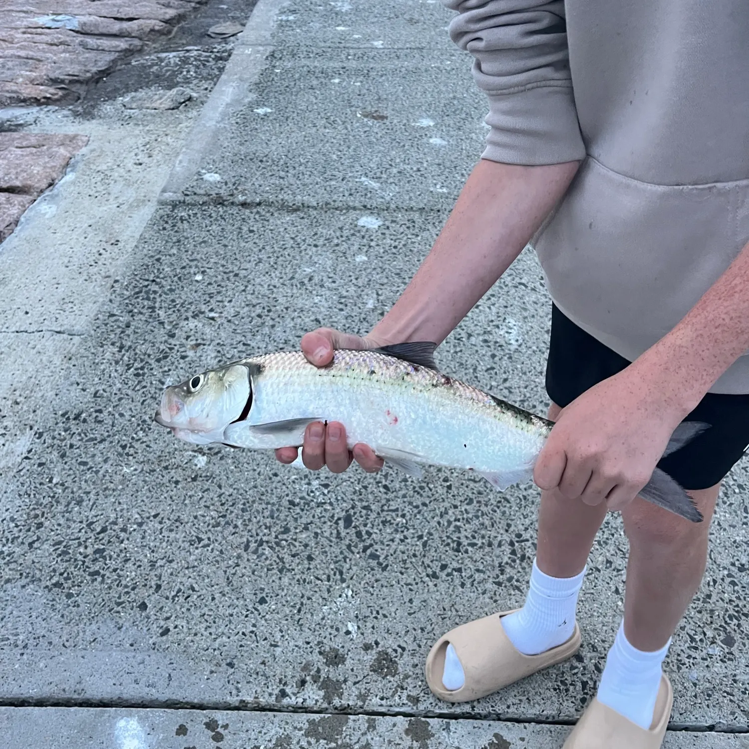 The most recent Gulf menhaden catches on Fishbrain