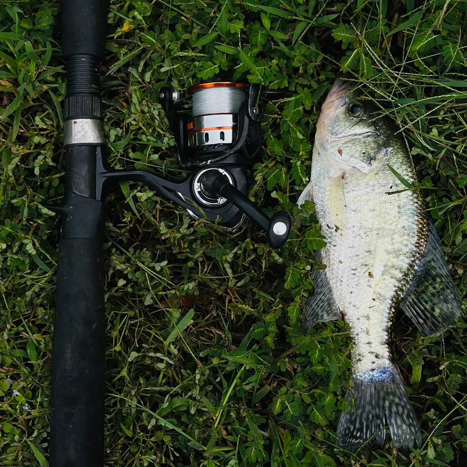 White crappie caught on Fishbrain