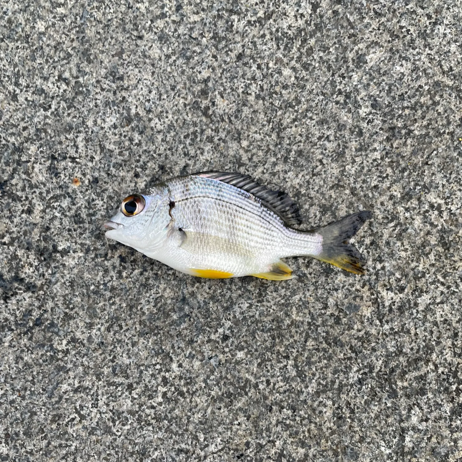 The most recent Mozambique tilapia catches on Fishbrain