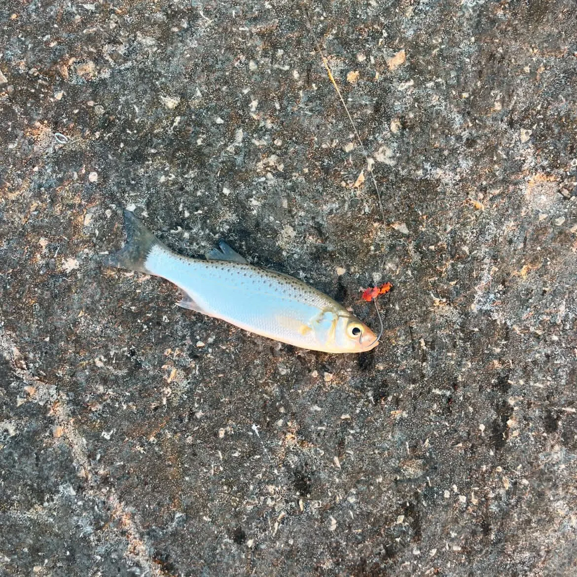 The most recent Spotted seabass catches on Fishbrain
