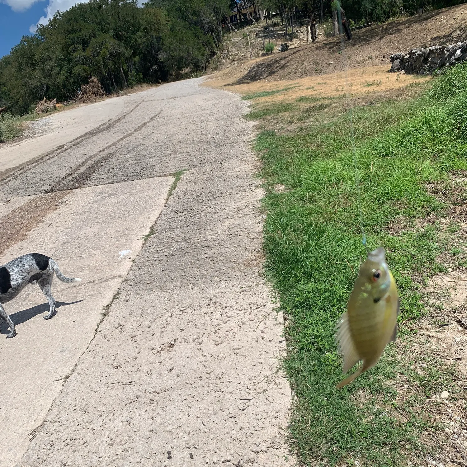 catch