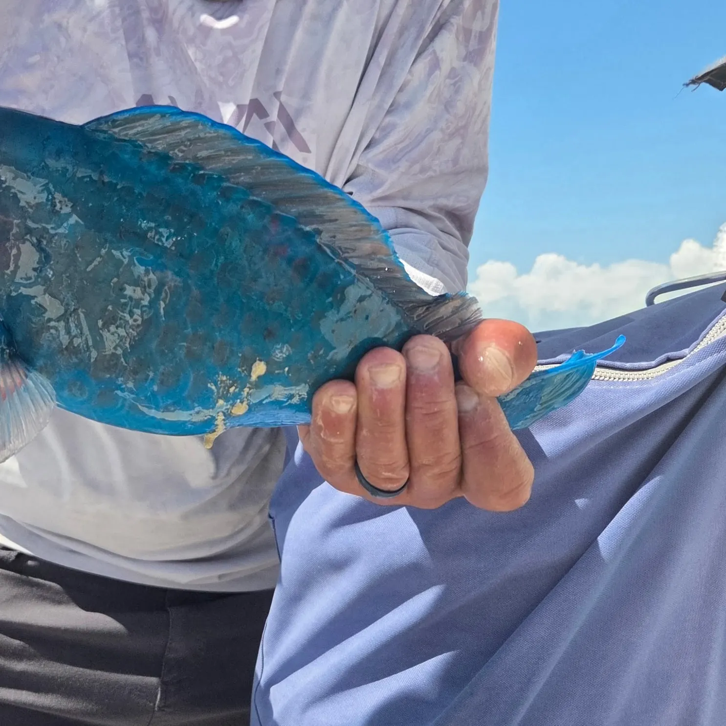 The most recent Blue parrotfish catches on Fishbrain