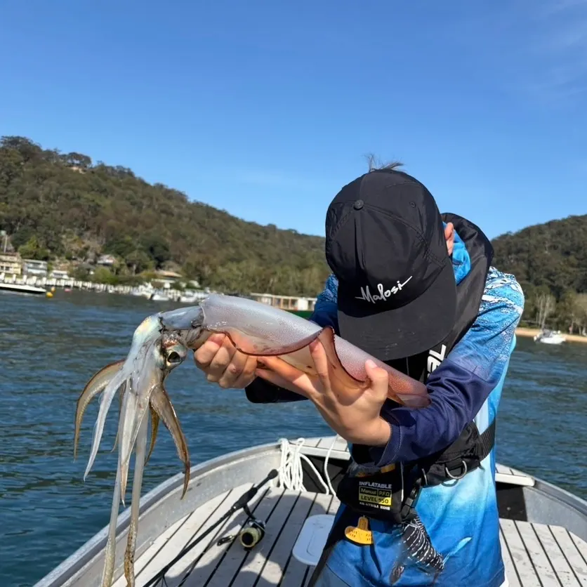Southern calamari caught on Fishbrain