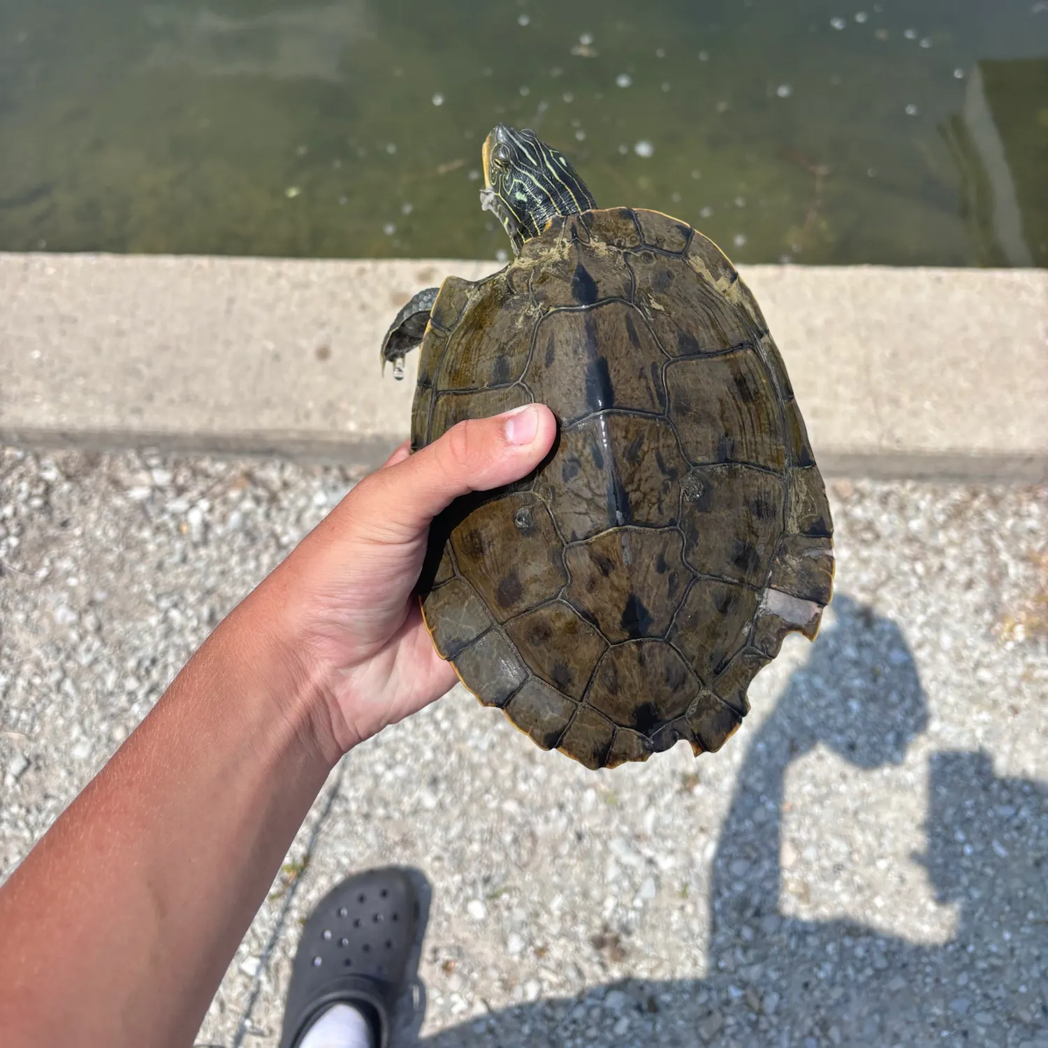 The most recent Northwestern pond turtle catches on Fishbrain