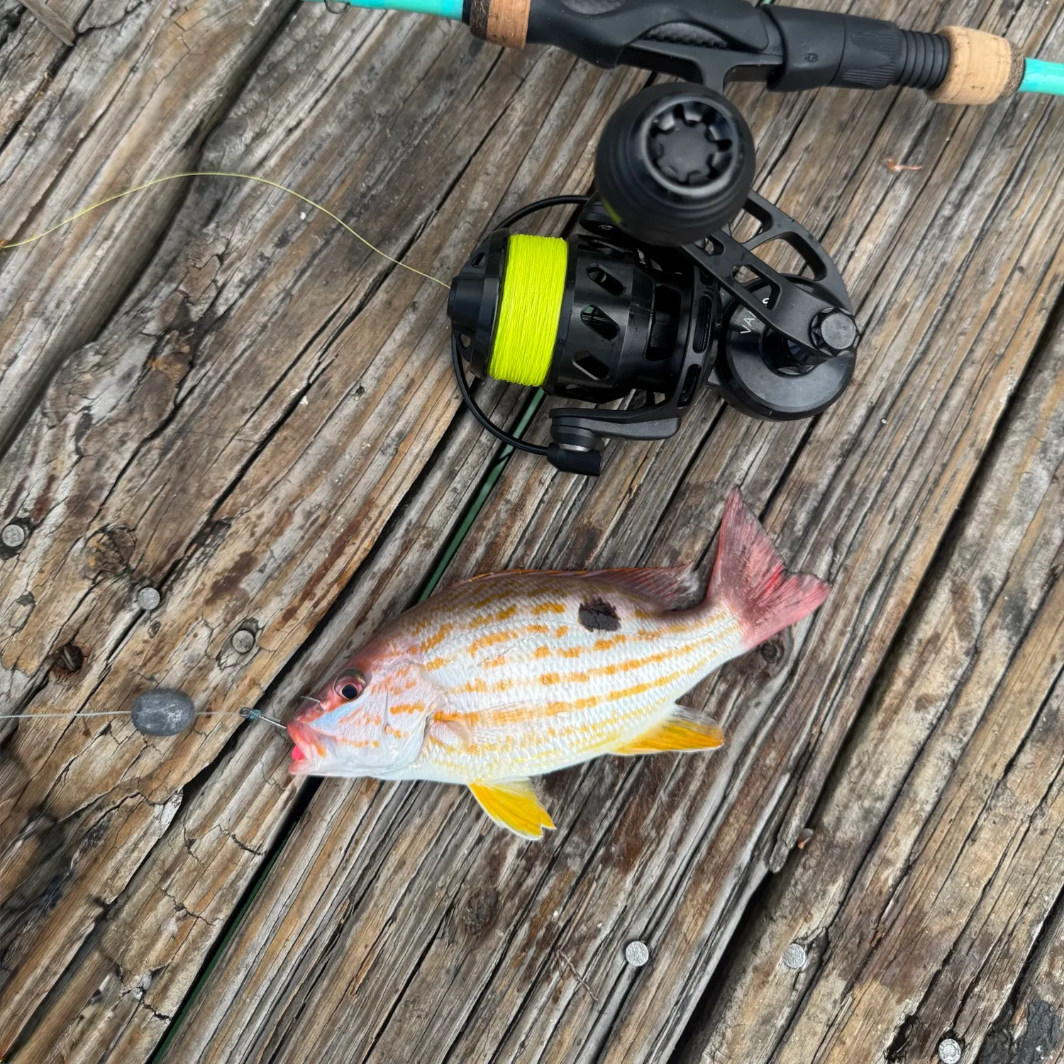 The most recent Lane snapper catches on Fishbrain