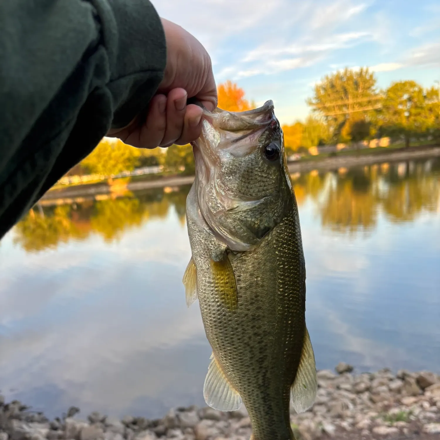 Largemouth bass caught on Fishbrain