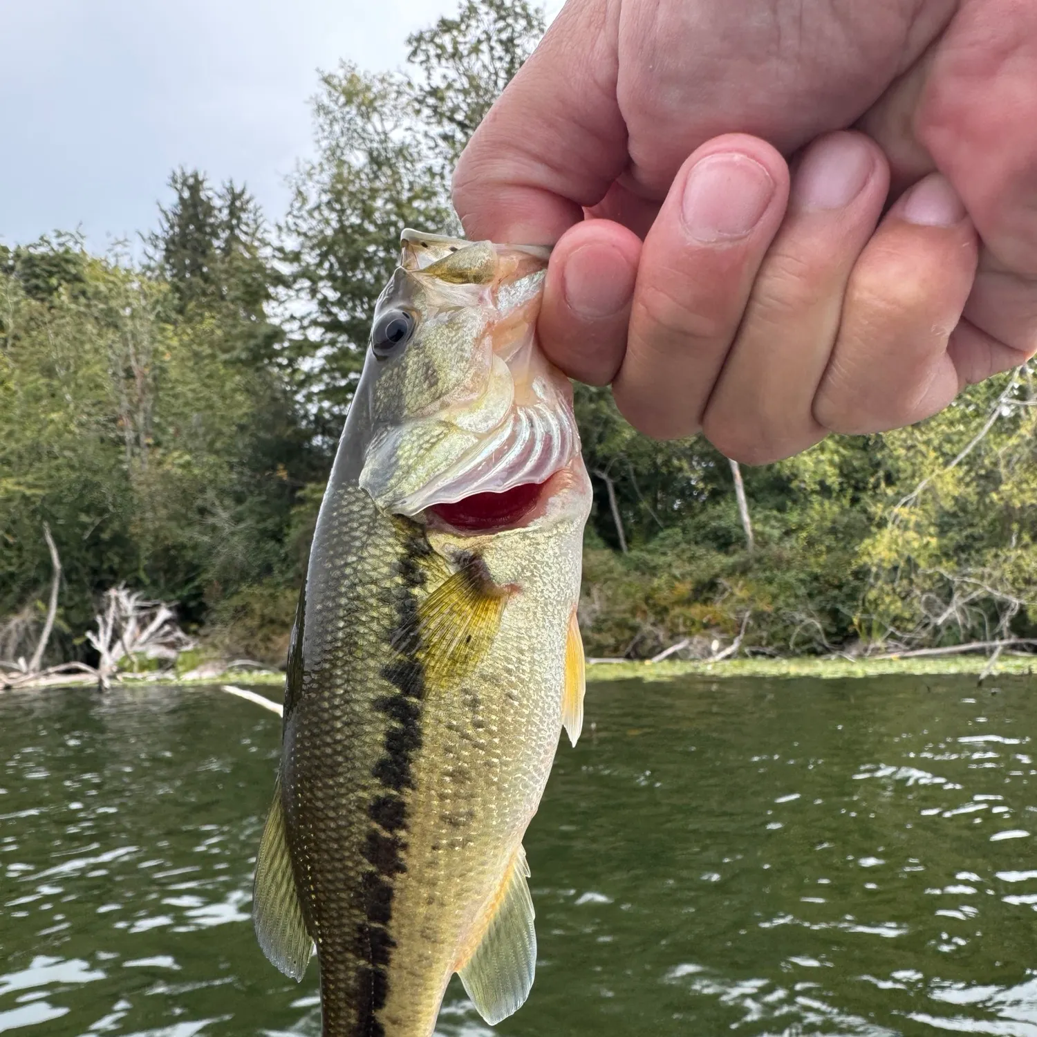 Largemouth bass caught on Fishbrain
