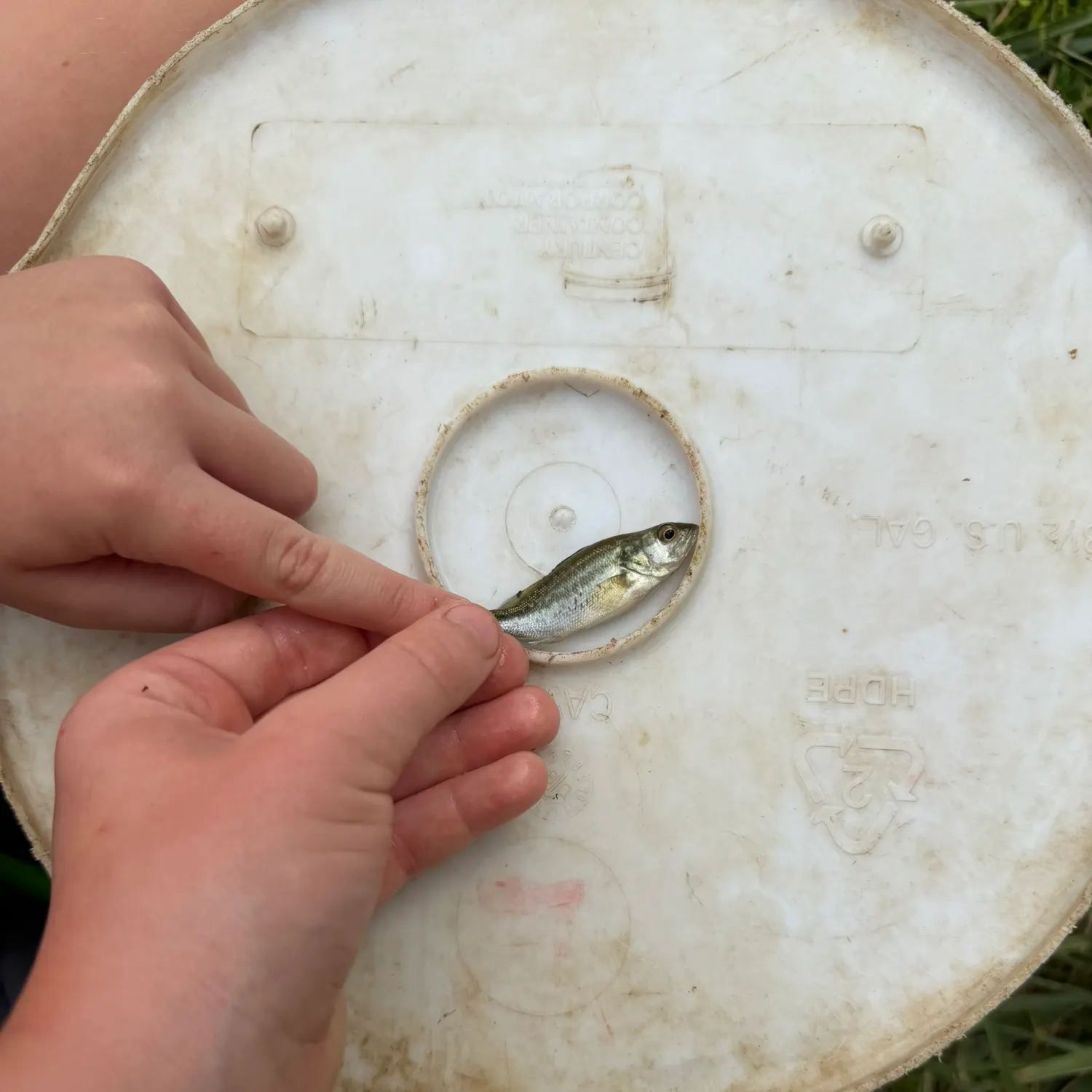 The most recent Eurasian minnow catches on Fishbrain