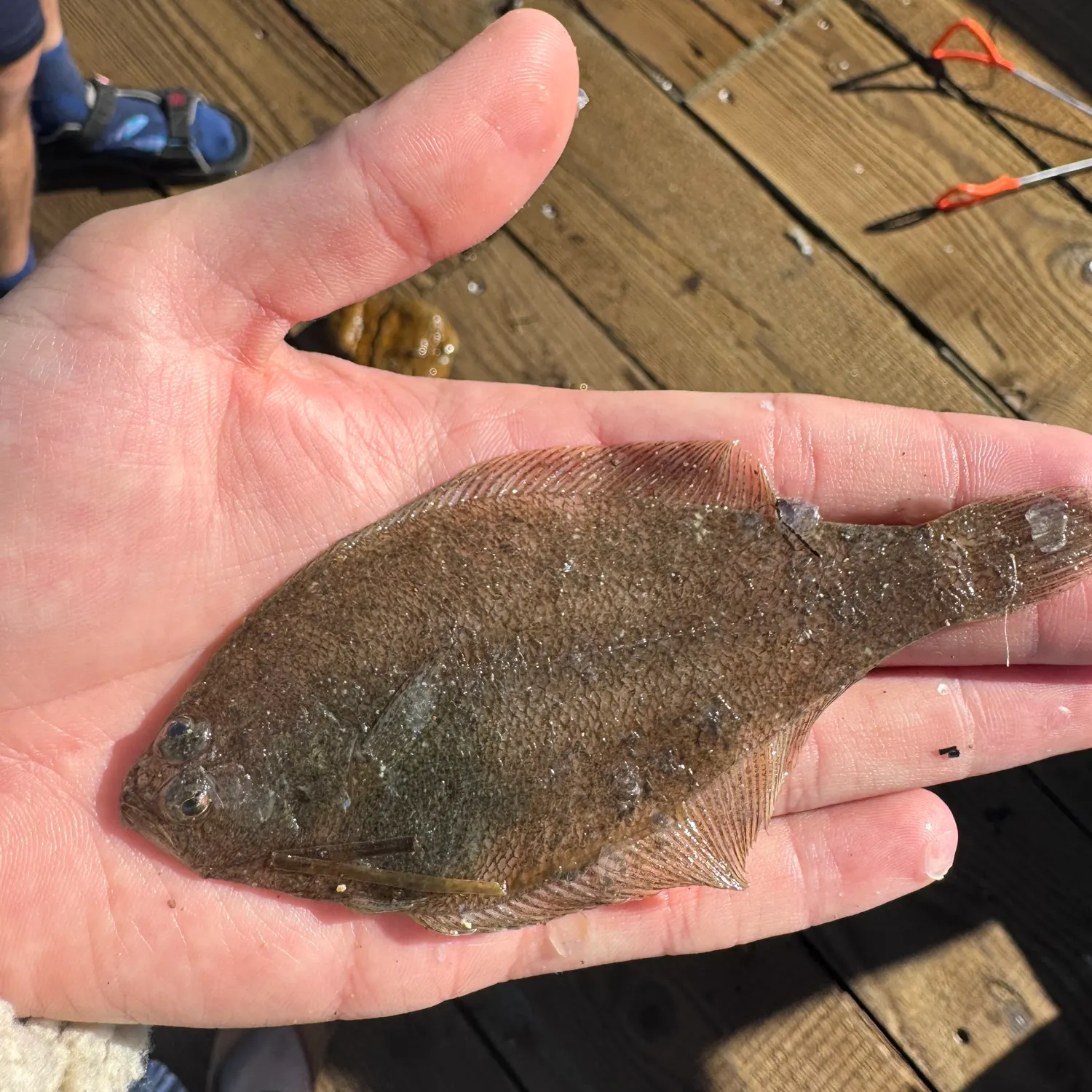 The most recent Speckled sanddab catches on Fishbrain