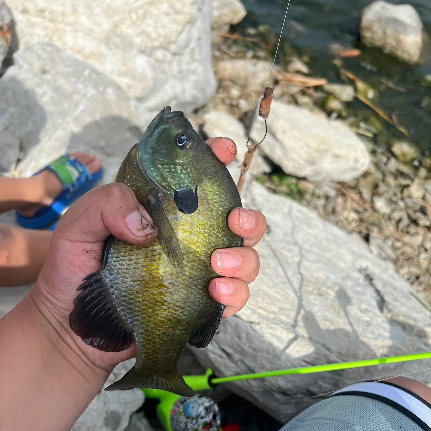 Bluegill caught on Fishbrain