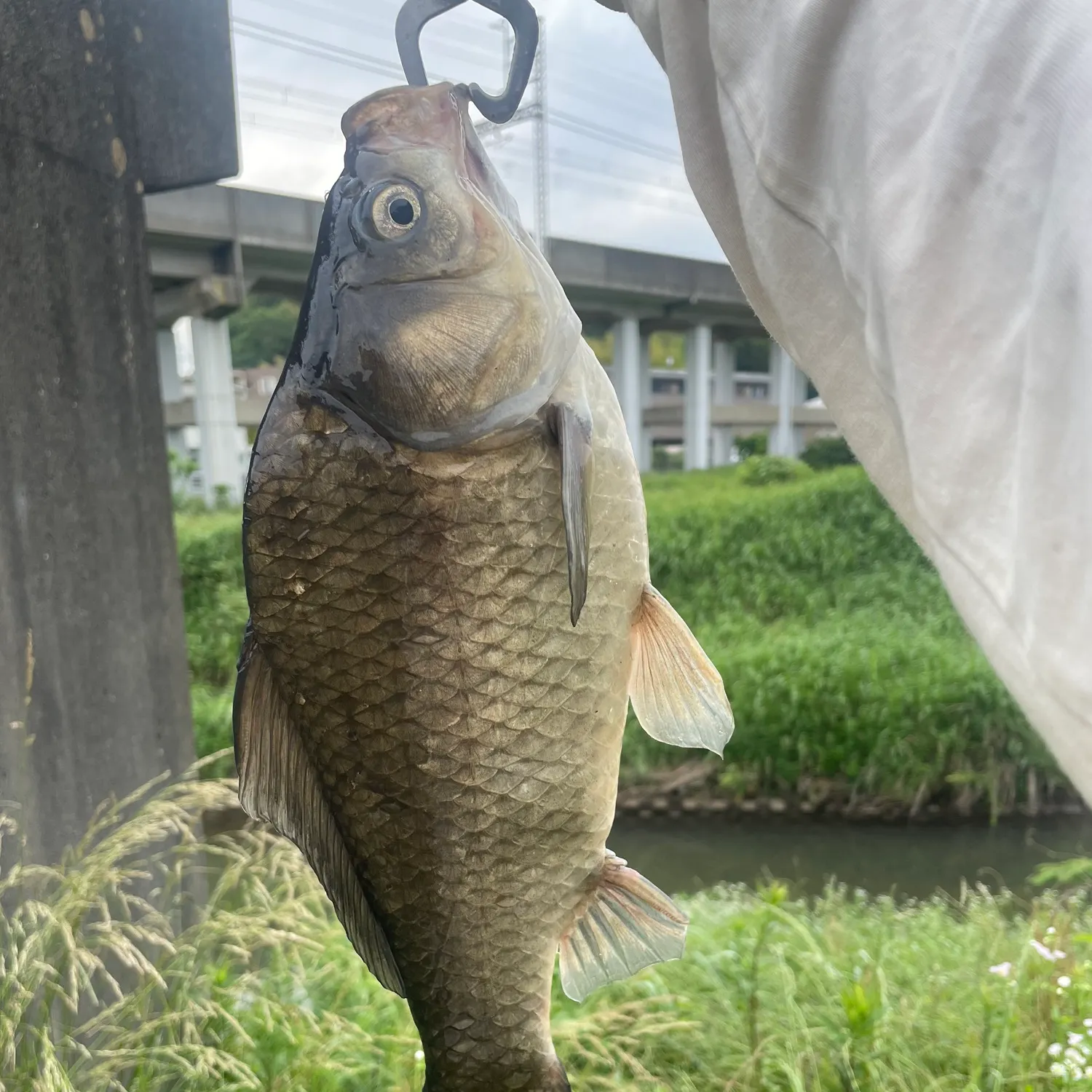 The most recent Japanese white crucian carp catches on Fishbrain