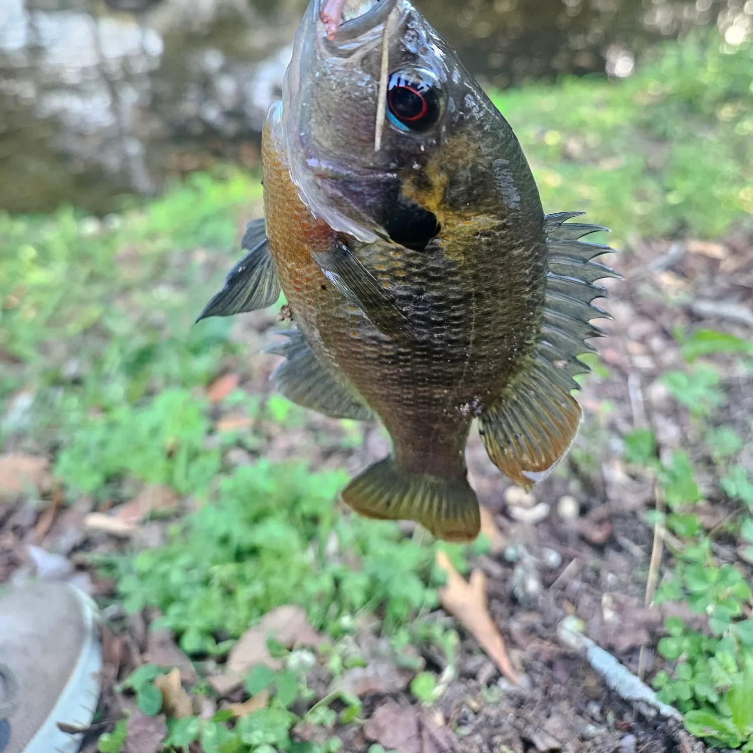 The most recent Orangespotted sunfish catches on Fishbrain