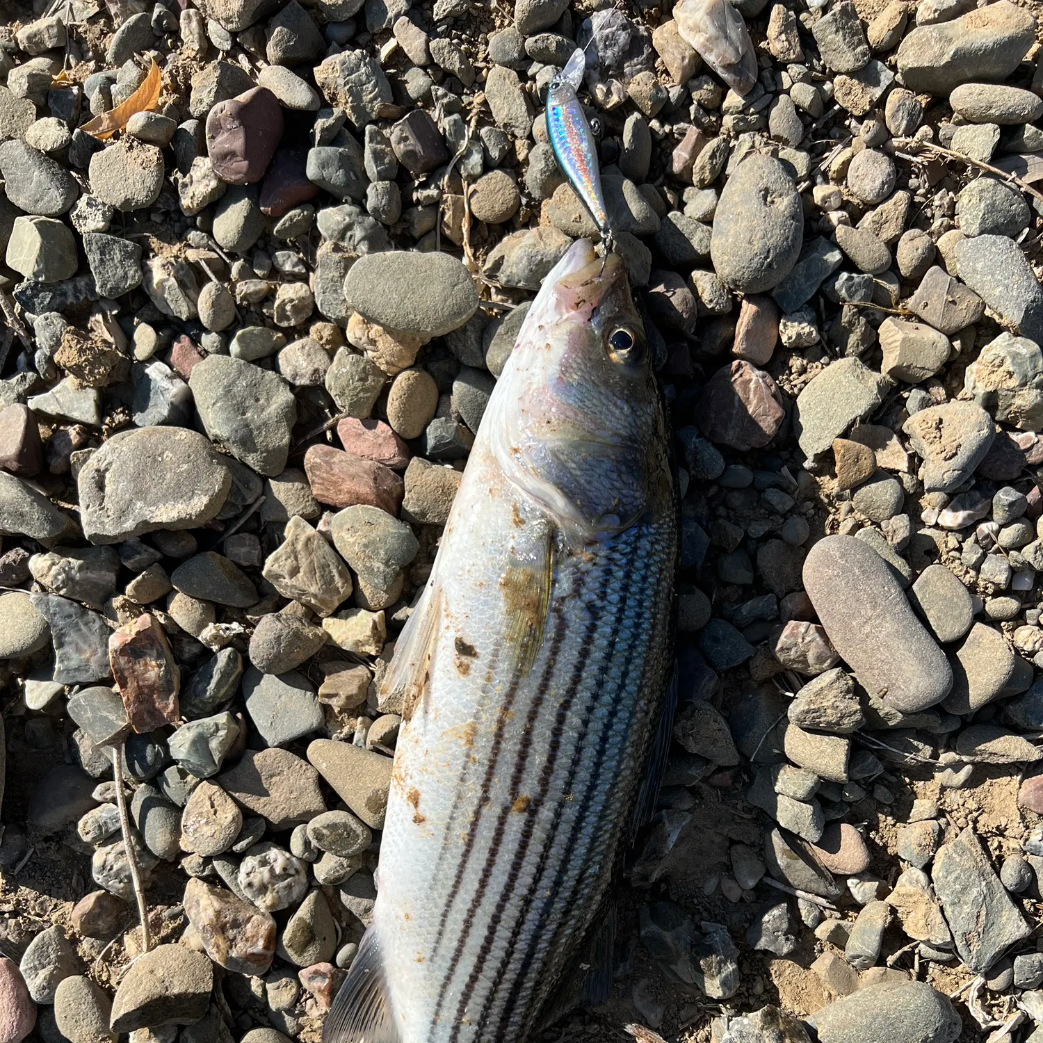 Striped bass caught on Fishbrain