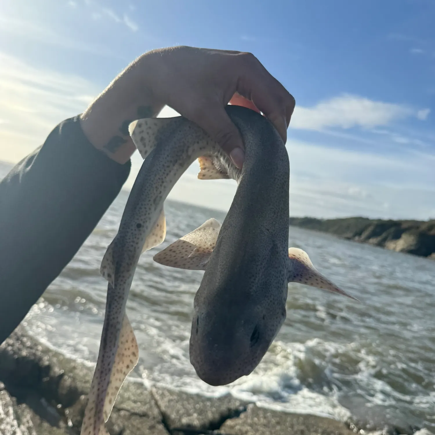 Lesser spotted dogfish caught on Fishbrain