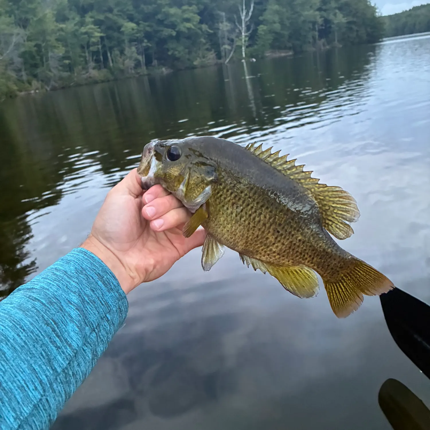 Rock bass caught on Fishbrain