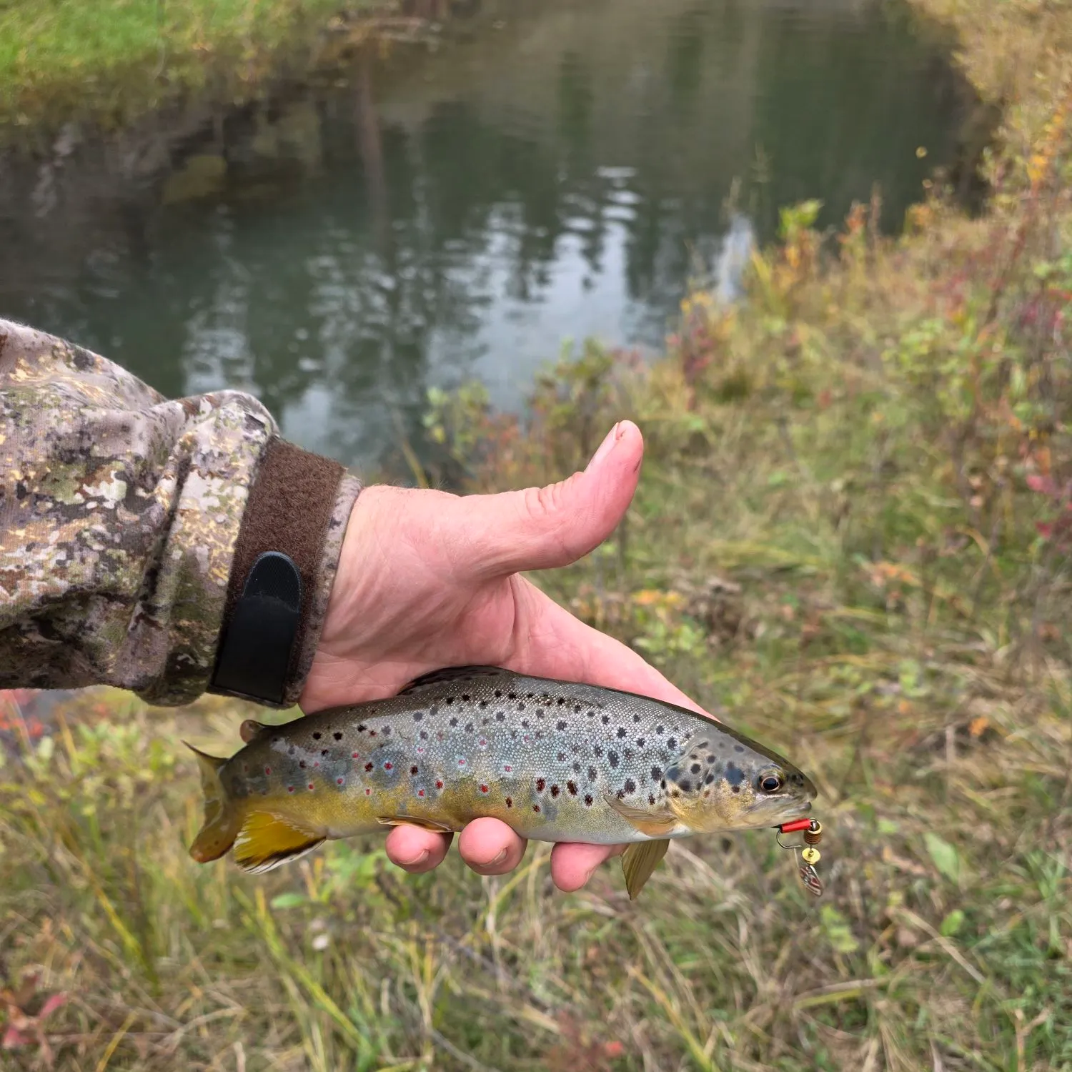 Brown trout caught on Fishbrain