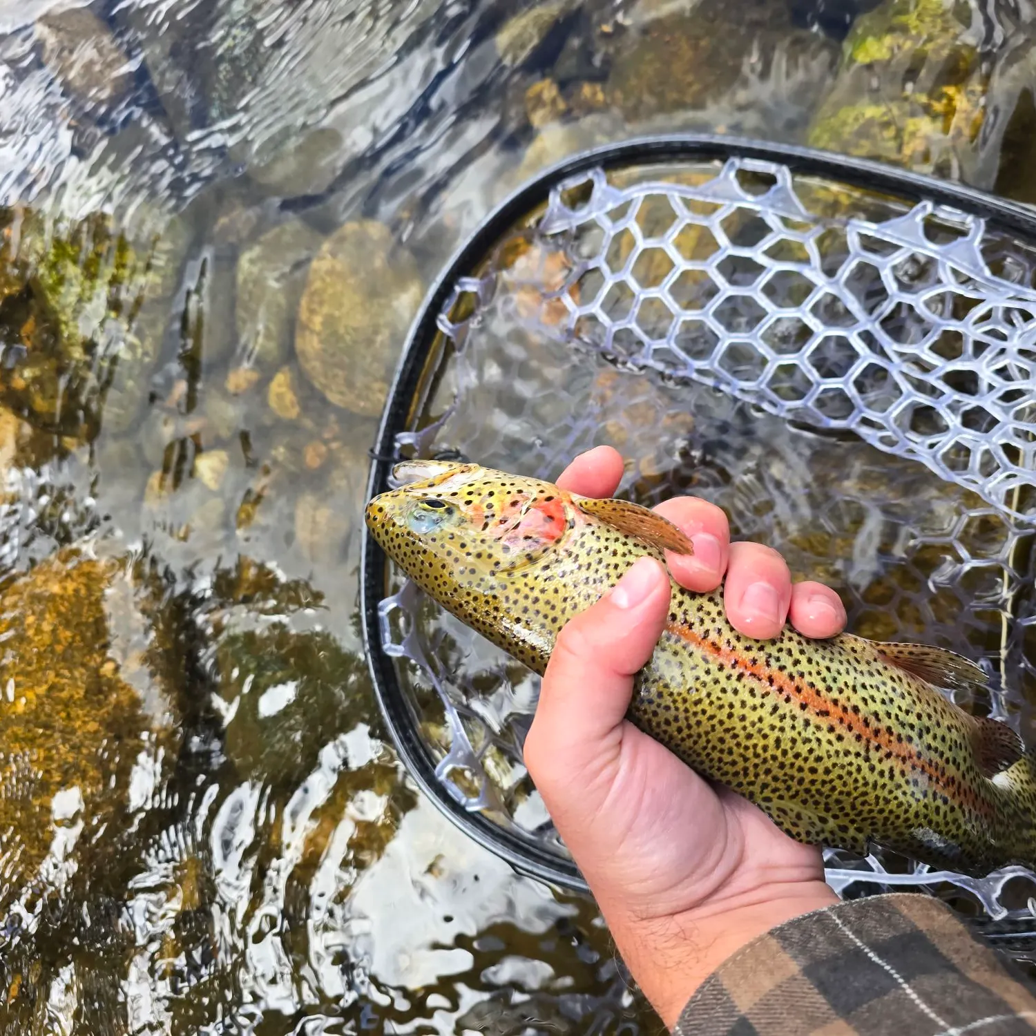 Rainbow trout caught on Fishbrain