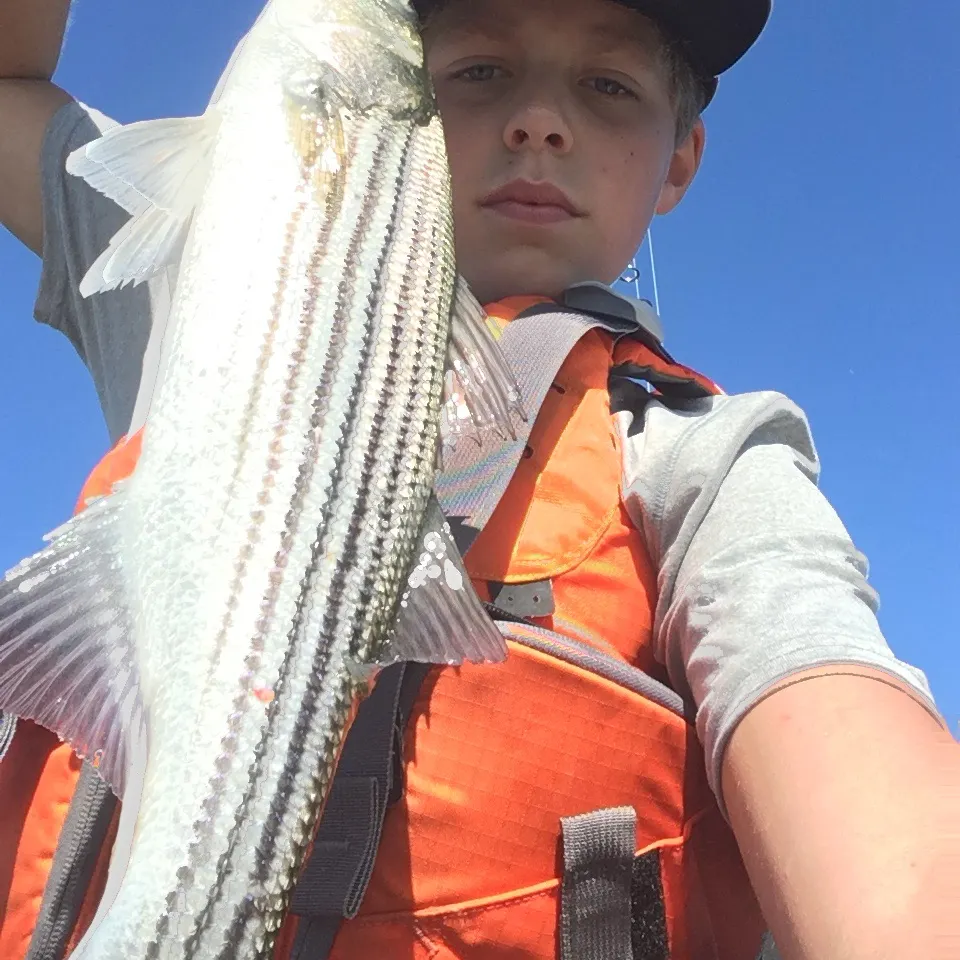 Striped bass caught on Fishbrain