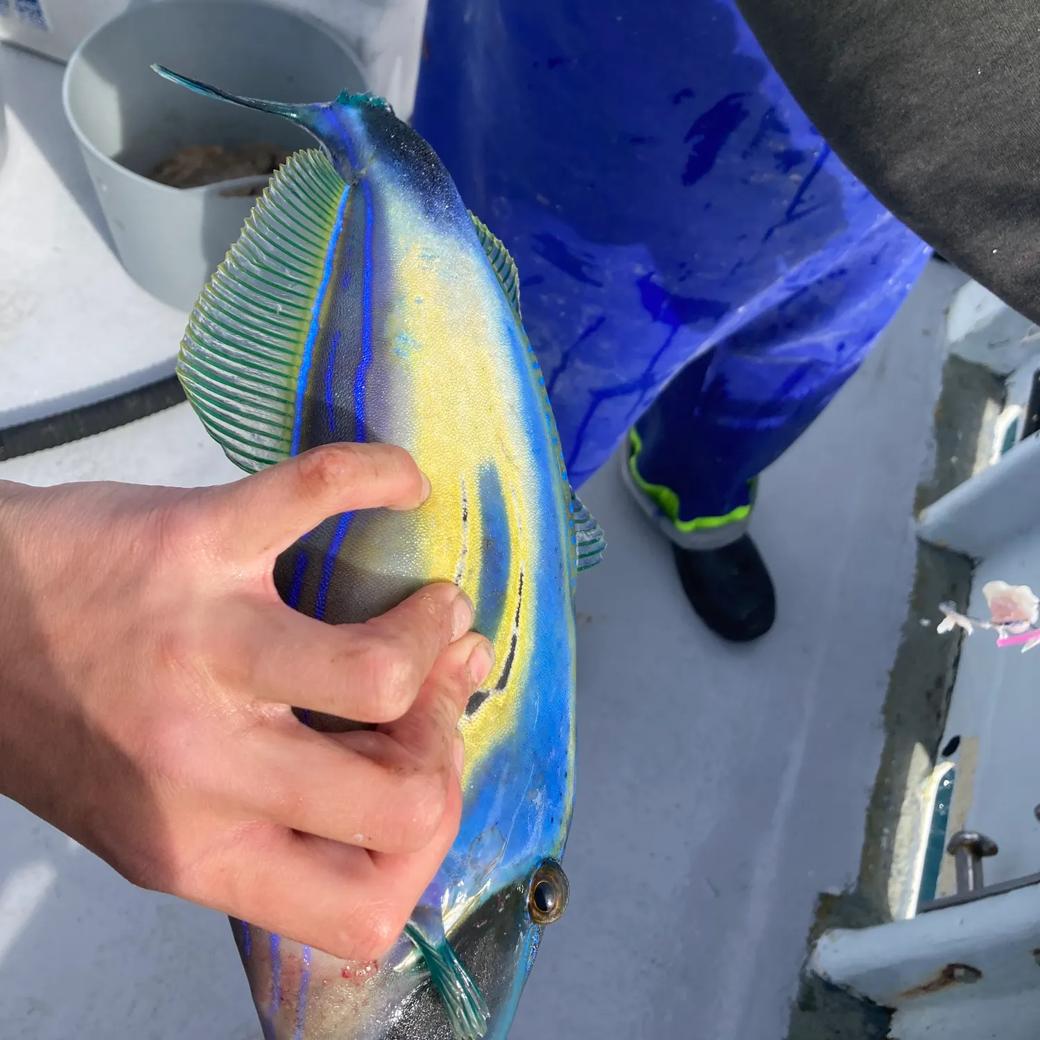 The most recent Horse-shoe leatherjacket catches on Fishbrain