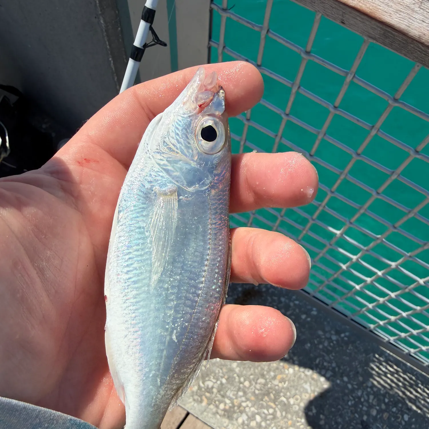 The most recent Atlantic spotfin mojarra catches on Fishbrain