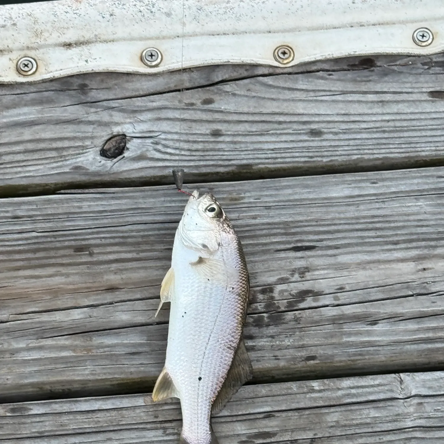 The most recent Silver seatrout catches on Fishbrain