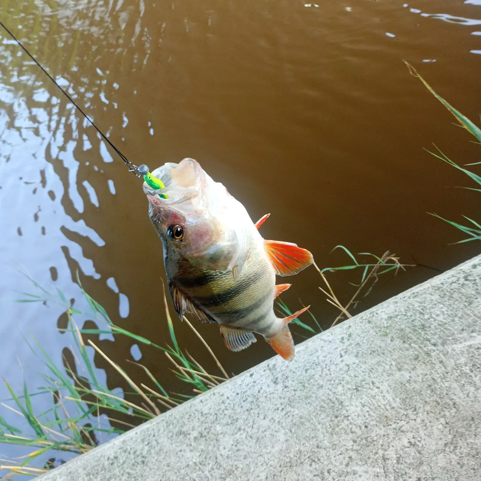 European perch caught on Fishbrain