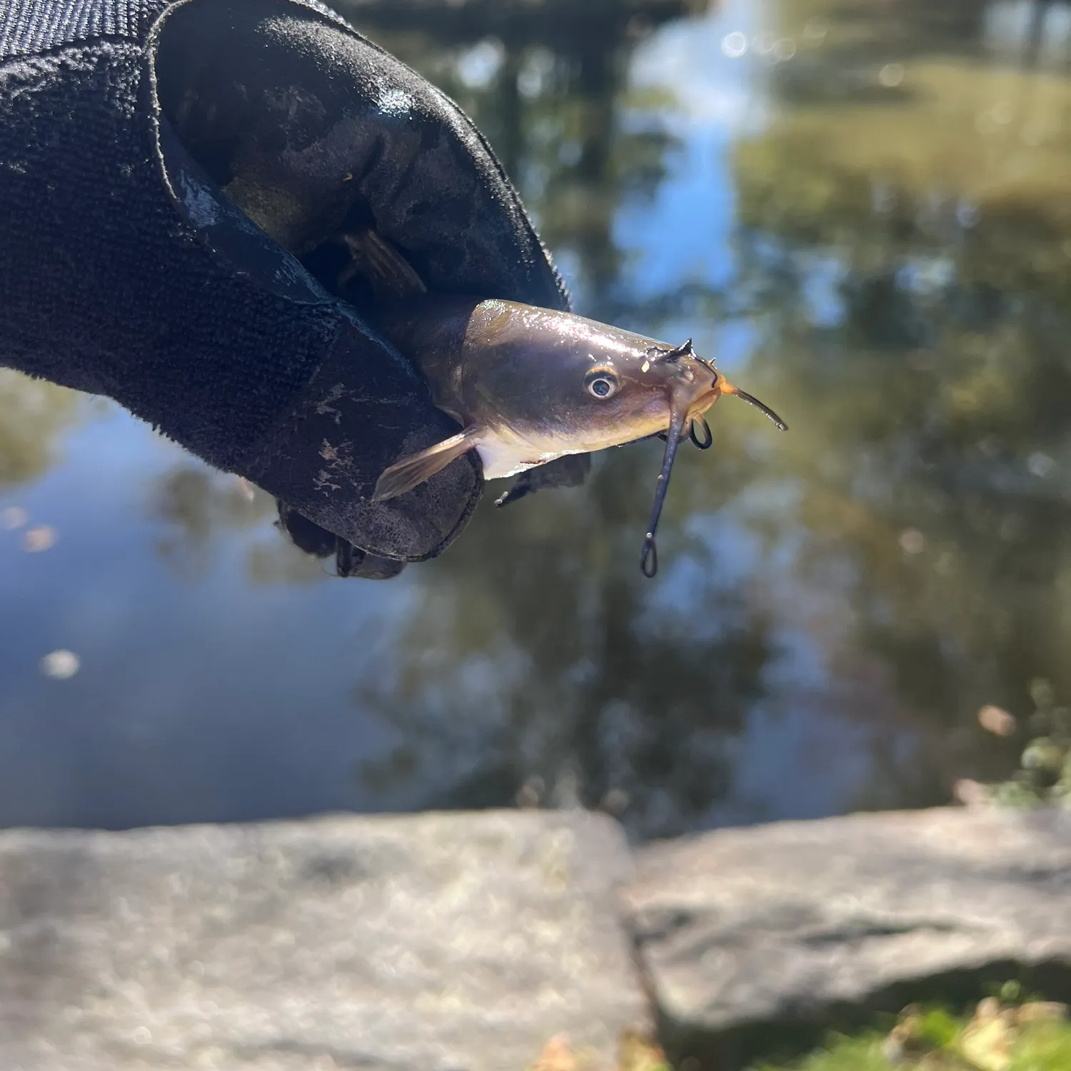 Black bullhead caught on Fishbrain