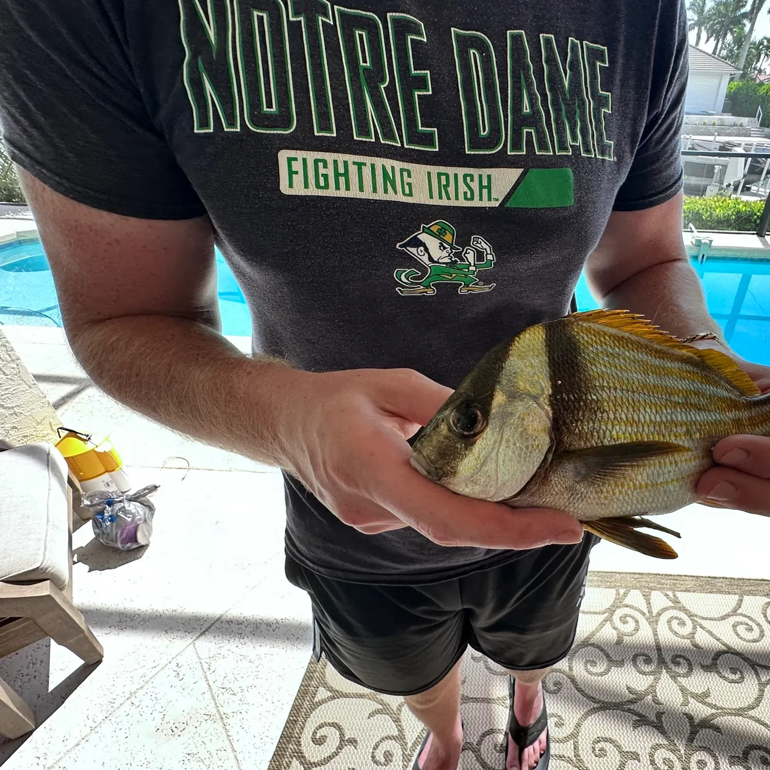 The most recent Atlantic porkfish catches on Fishbrain