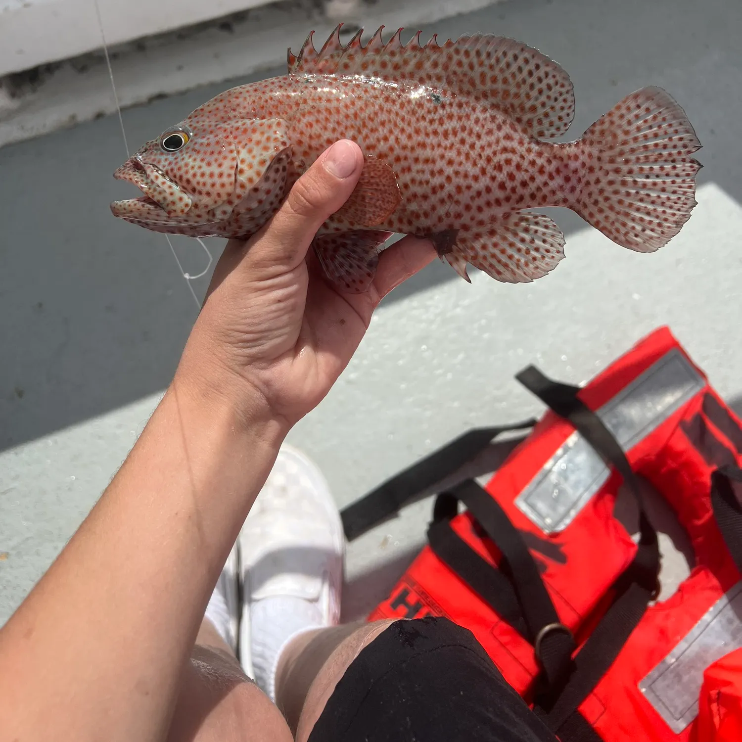 The most recent Graysby grouper catches on Fishbrain
